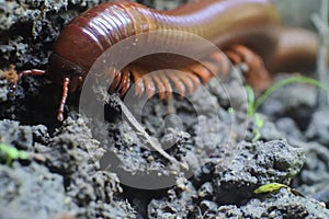 Closeup of a centipede arthropod on the ground
