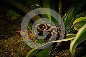 Closeup on a Central American brown form of the green and black poison dart frog, Dendrobates auratus in a terrarium