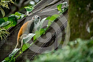 Closeup of a Central American squirrel monkey, Saimiri oerstedii.