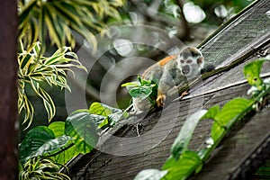 Closeup of a Central American squirrel monkey, Saimiri oerstedii.