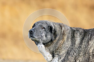 closeup of central asian shepherd