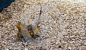 Closeup of a central bearded lizard standing in some wood chips, popular pet in herpetoculture from australia