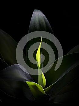 Closeup centre lit agave plant at night