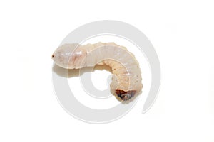 Wood borer larva cerambycidae on white background photo