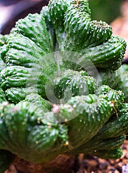 Closeup of Cereus cactus mutated