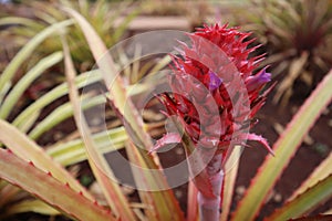 Closeup of a Cerrado Pineapple (Ananas ananassoides) plant on the Hawaiian Island of Oahu