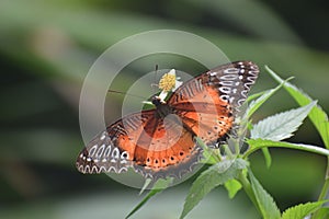 Closeup of a Cethosia biblis butterfly on a green branch