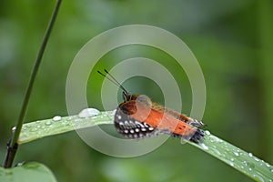 Closeup of a Cethosia biblis butterfly on a green branch