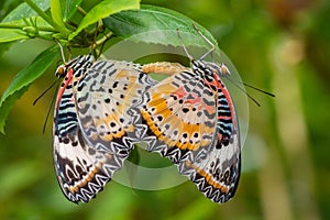 Closeup of a Cethosia biblis, red lacewing butterflies upside down on a green leaf in a garden