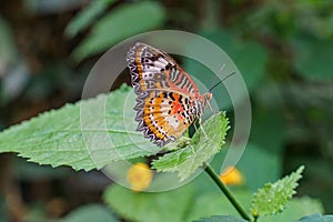 Closeup of a Cethosia biblis, red lacewing butterfly sitting on a green leaf