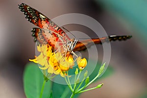 Closeup of a Cethosia biblis (red lacewing) on a yellow flower