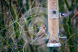 Closeup of Chaffinch eating from the birdfeeder on blur background