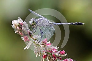 Closeup of a chalky percher on the plant