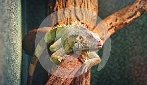 Closeup of a chameleon on a branch, colorful iguana in the colors green and black, tropical reptile from madagascar