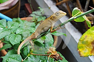 Closeup of chameleon lizard in the garden