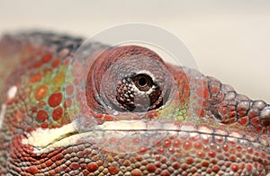 Closeup of Panther Chameleon photo