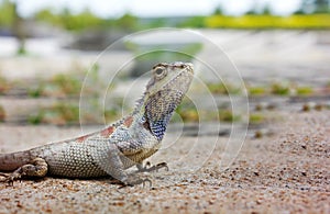 Closeup chameleon or tree lizard on the floor, wild chameleon in