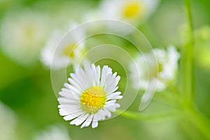 Closeup of chamomile flowers and blur background