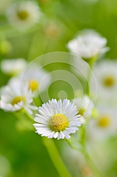 Closeup of chamomile flowers and blur background