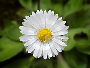 Closeup chamomile white daisy flower