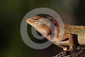 Closeup of Changeable lizard on tree