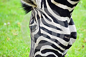 Closeup of Chapman`s Zebra Eating Grass