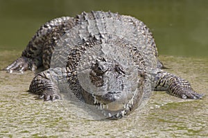 Closeup chapters of the crocodiles photo