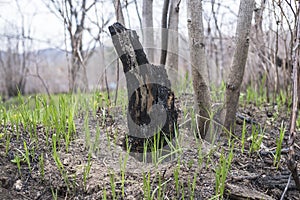 Closeup of charred log and leaf remains after controlled burn in forest preserves to encourage new growth and eliminate invasive p