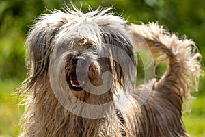 Closeup of a cheerful Portuguese Sheepdog in a field under the sunlight with a blurry background