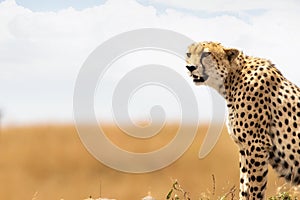 Closeup of Cheetah in Africa With Copy Space