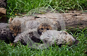 Closeup of cheetah cubs lying on the grass in the wilderness during daytime