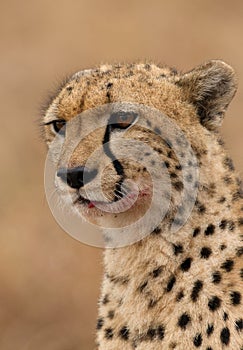 A closeup of Cheetah, Masai Mara