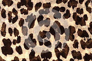 Closeup of Cheetah Print
