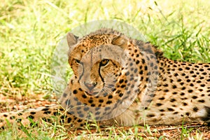 Closeup of a cheetah resting in the bushveld during the day.
