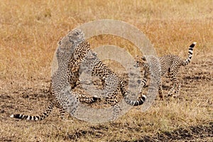 Closeup of cheetahs fighting in Masai Mara national reserve, Kenya, Africa