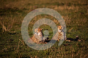 Closeup of cheetahs lying in a meadow in Masai Mara national reserve, Kenya, Africa