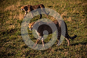 Closeup of cheetahs in Masai Mara national reserve, Kenya, Africa