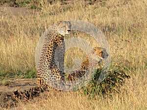 Closeup of cheetahs in a meadow in Masai Mara national reserve, Kenya, Africa