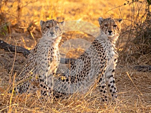 Closeup of cheetahs in a meadow in Masai Mara national reserve, Kenya, Africa