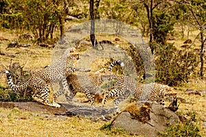Closeup of cheetahs running in Masai Mara national reserve, Kenya, Africa