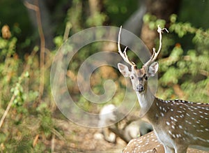 Closeup of Cheetal deer