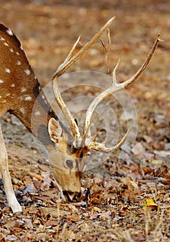 closeup of Cheetal deer