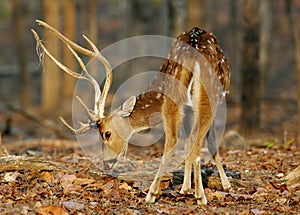 Closeup of Cheetal deer, Pench tiger reserve