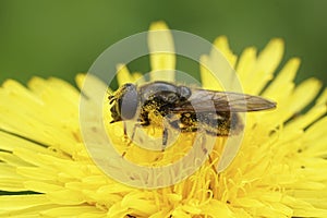 Closeup on a Cheilosia canicularis hoverfly loaded with yellow pollen on a flower