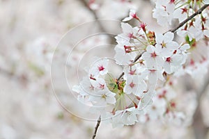 Closeup of cherry blossom festival