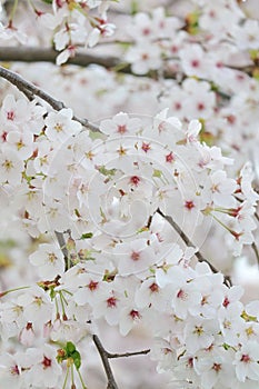 Closeup of cherry blossom festival