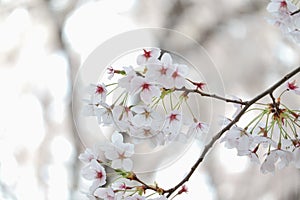 Closeup of cherry blossom festival