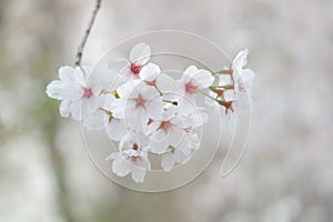 Closeup of cherry blossom festival