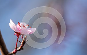 Closeup of cherry blossom flower background. Copy space