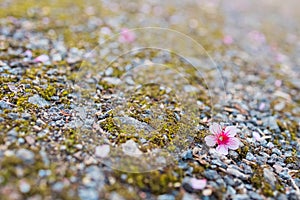 Closeup cherry blossom flower falled on ground